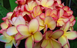 Plumeria Rubra 'Poungyok' 6 Seeds - Click Image to Close
